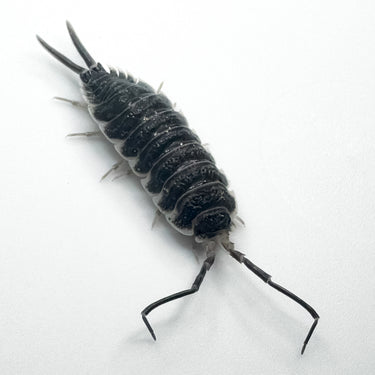 Porcellio Hoffmannseggii XL Titan Isopod